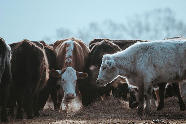 iBeef category