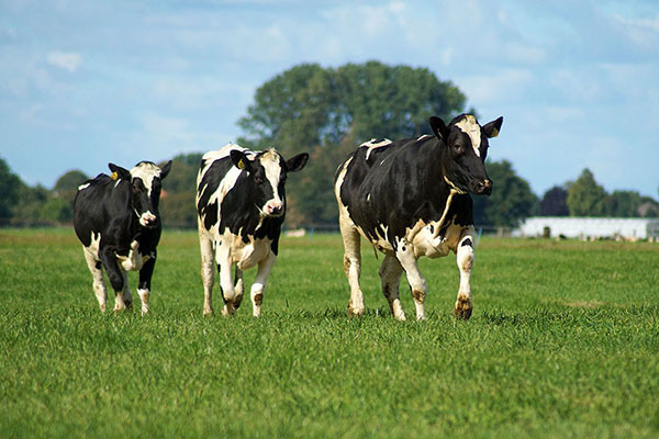 iDairy category