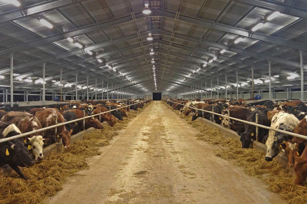 Dairy hosusing