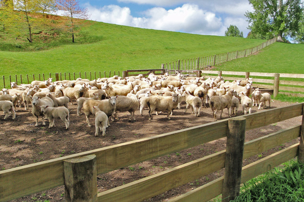 iSheep